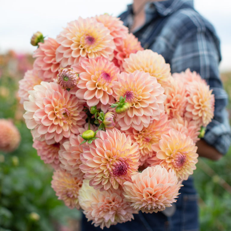 An armload of Dahlia Country Charm