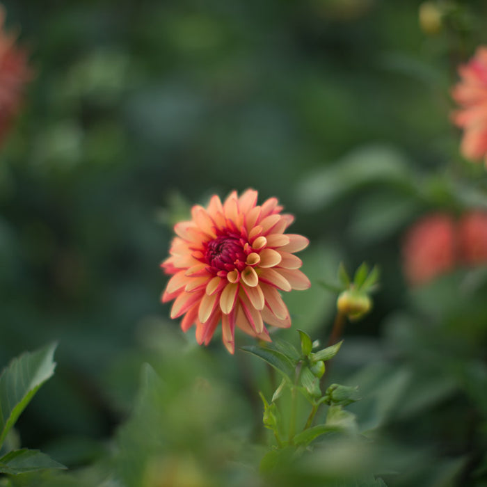 Dahlia Crazy Legs – Floret Library