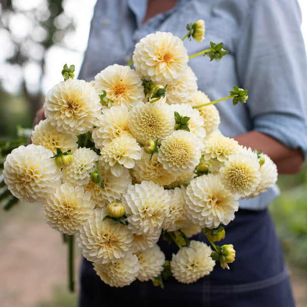Dahlia Creamy – Floret Library