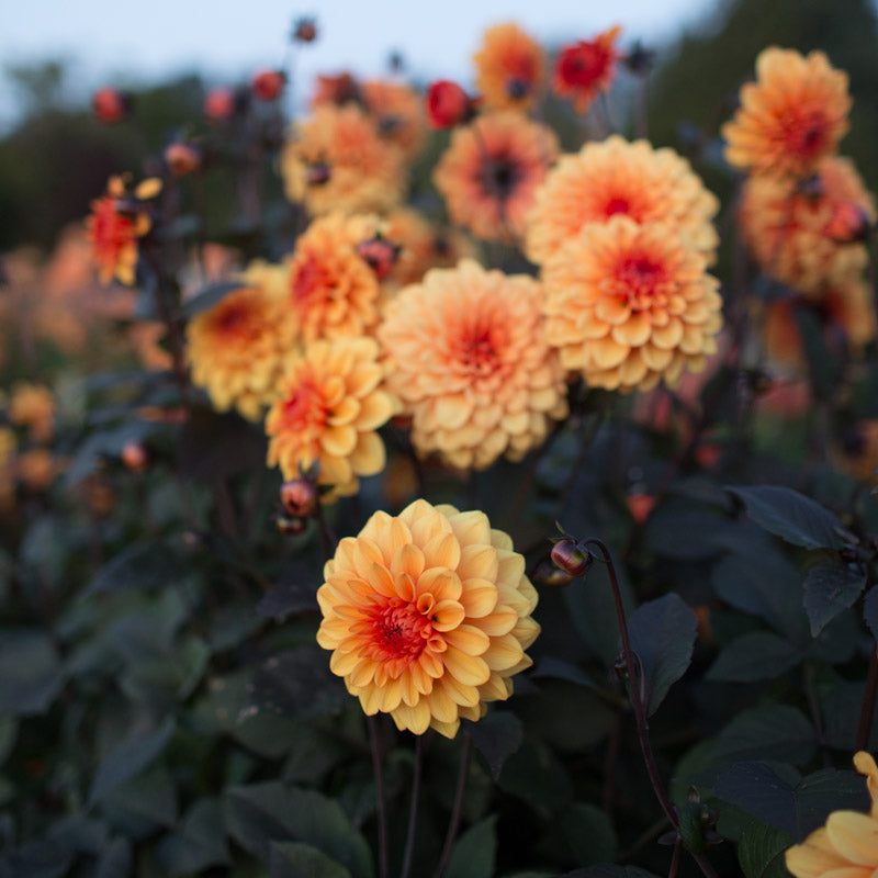Dahlia David Howard – Floret Library