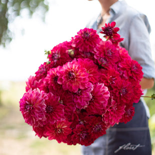 An armload of Dahlia Dazzle Me