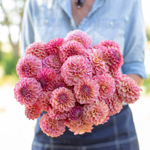 A handful of Dahlia Ferncliff Carefree