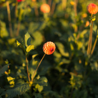 Dahlia Ginger Willo growing in the field