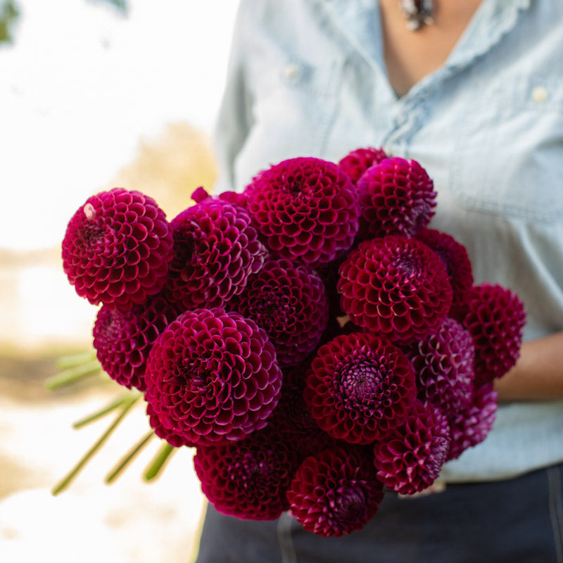 Dahlia Glenplace – Floret Library