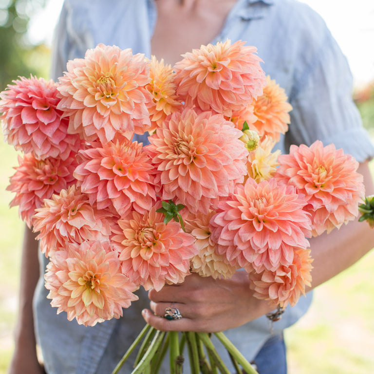 dahlia lily flower Dahlia Hamilton Lillian – Floret Library