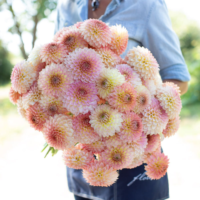 An armload of Dahlia Hillcrest Suffusion