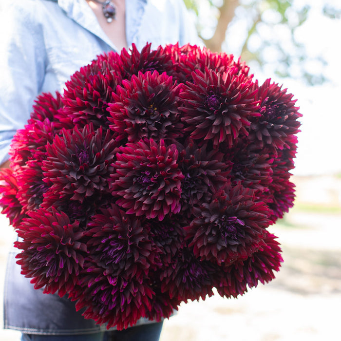 dahlia black beauty seeds Dahlia Hollyhill Black Beauty – Floret Library
