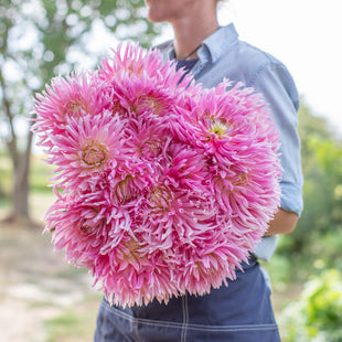 An armload of Dahlia Hollyhill Cotton Candy