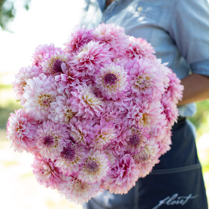 Dahlia Hollyhill Pinkie – Floret Library