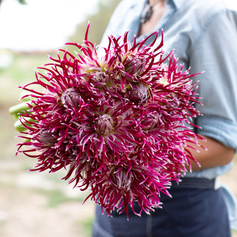 Dahlia Hollyhill Spiderwoman – Floret Library