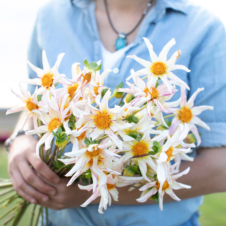 honka dahlia seeds Dahlia Honka Fragile – Floret Library