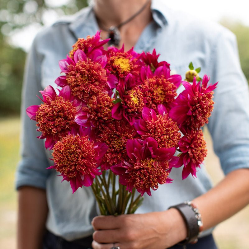 Dahlia Hy Zizzle Floret Library