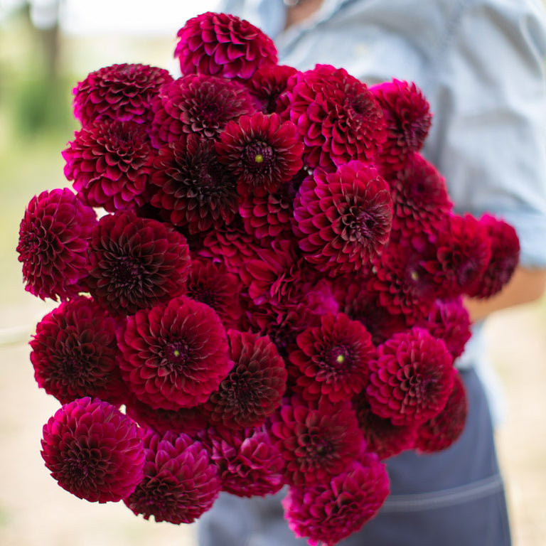 An armload of Dahlia Inego