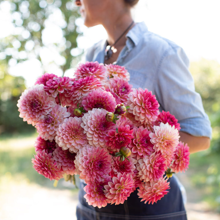 An armload of Dahlia Jabberbox