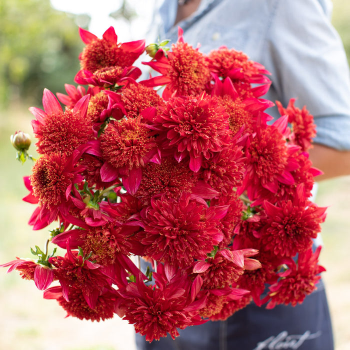 An armload of Dahlia Jive