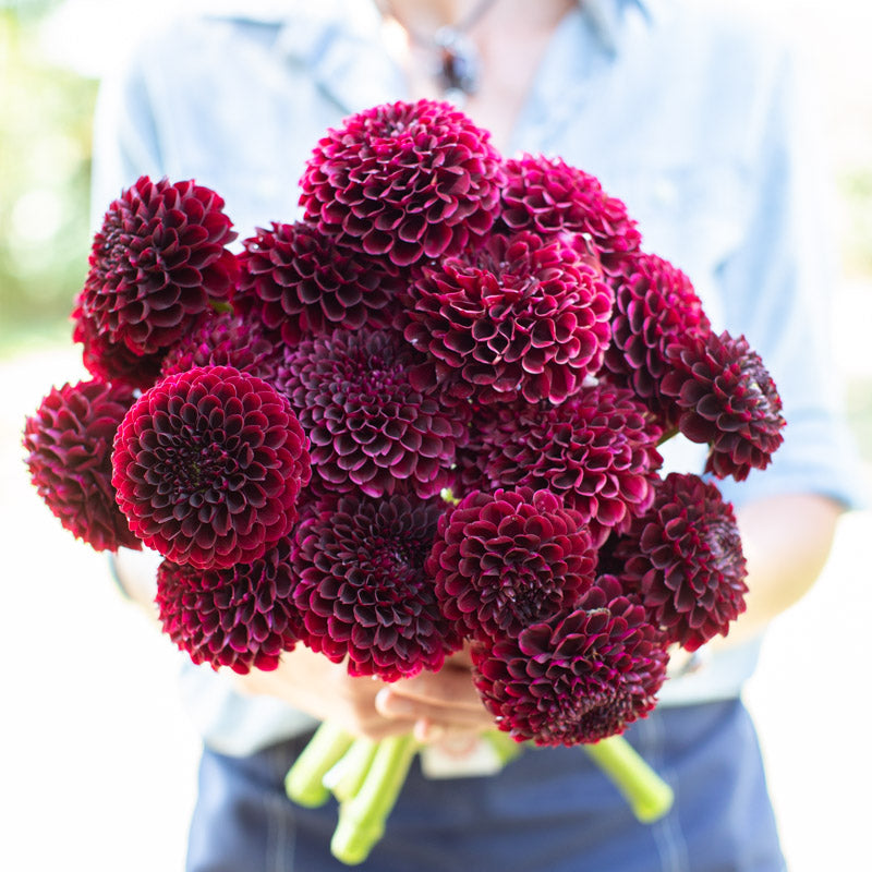 Dahlia Jowey Mirella – Floret Library