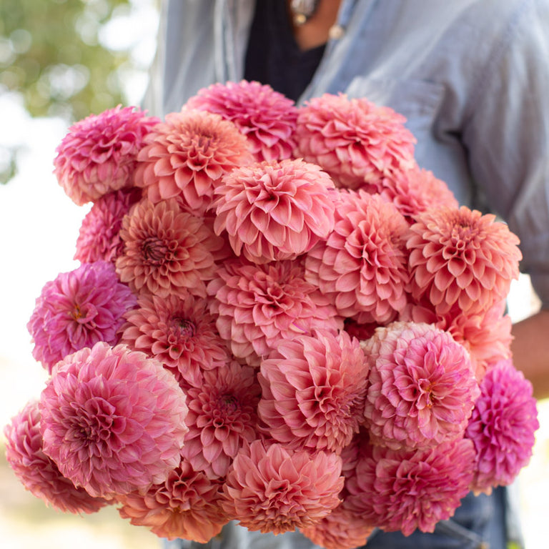 An armload of Dahlia KA's Keltie Rose