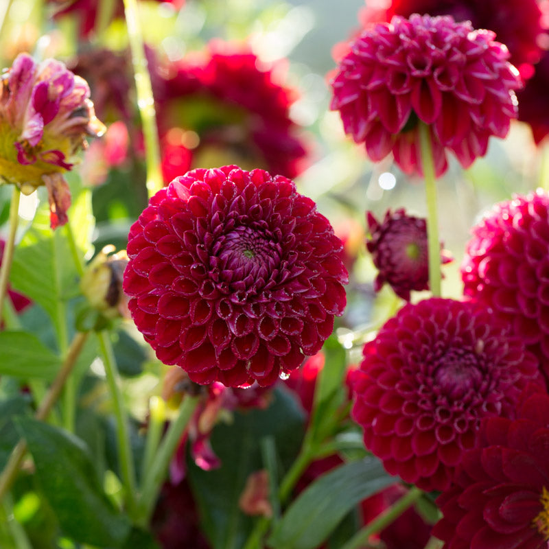 Dahlia Ken’s Choice – Floret Library