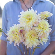 A handful of Dahlia Lakeview Blush