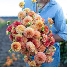 An armload of Dahlia Lakeview Lucky