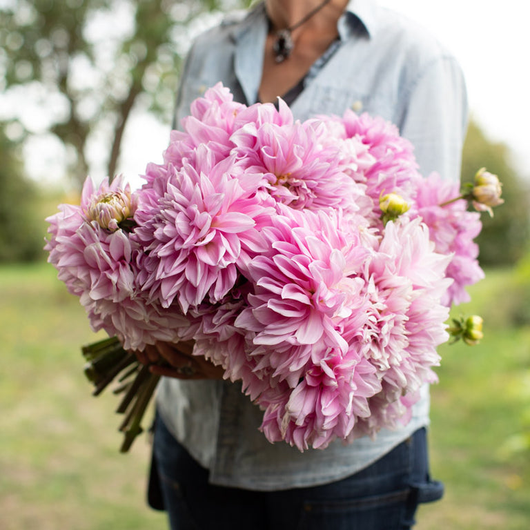 An armload of Dahlia Lavender Perfection