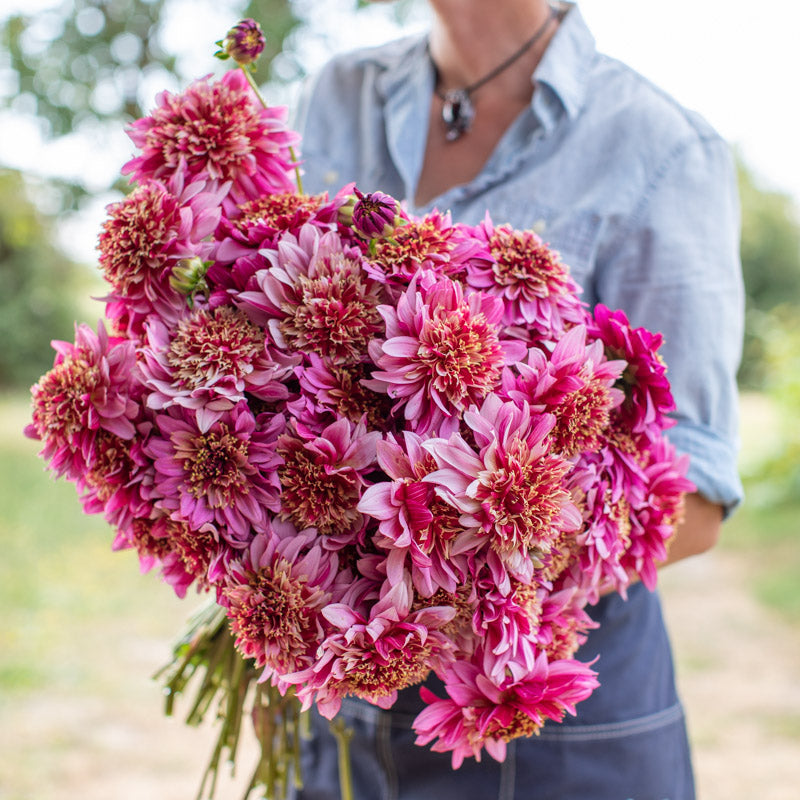 Dahlia Mambo – Floret Library