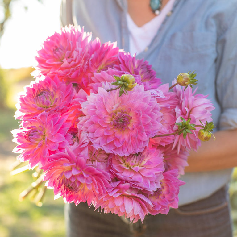 delilah plant indoor Dahlia Miss Delilah – Floret Library