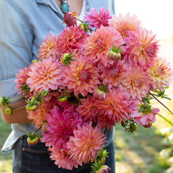 An armload of Dahlia OBO Katie
