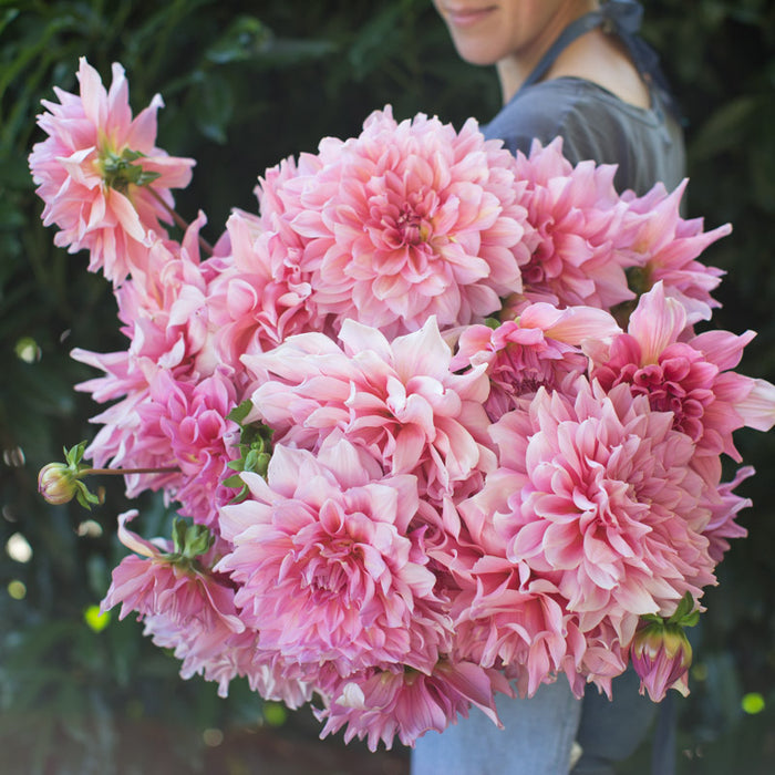 An armload of Dahlia Otto's Thrill
