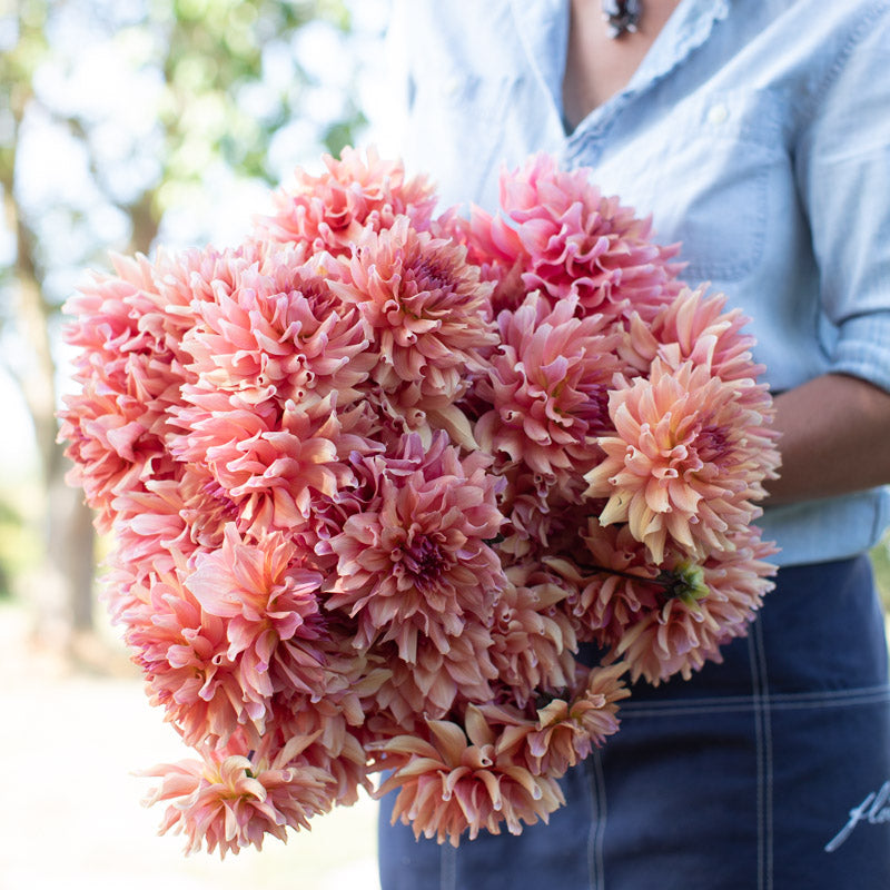 Dahlia Peanut Brittle – Floret Library