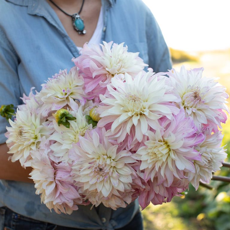 An armload of Dahlia Pink Petticoat