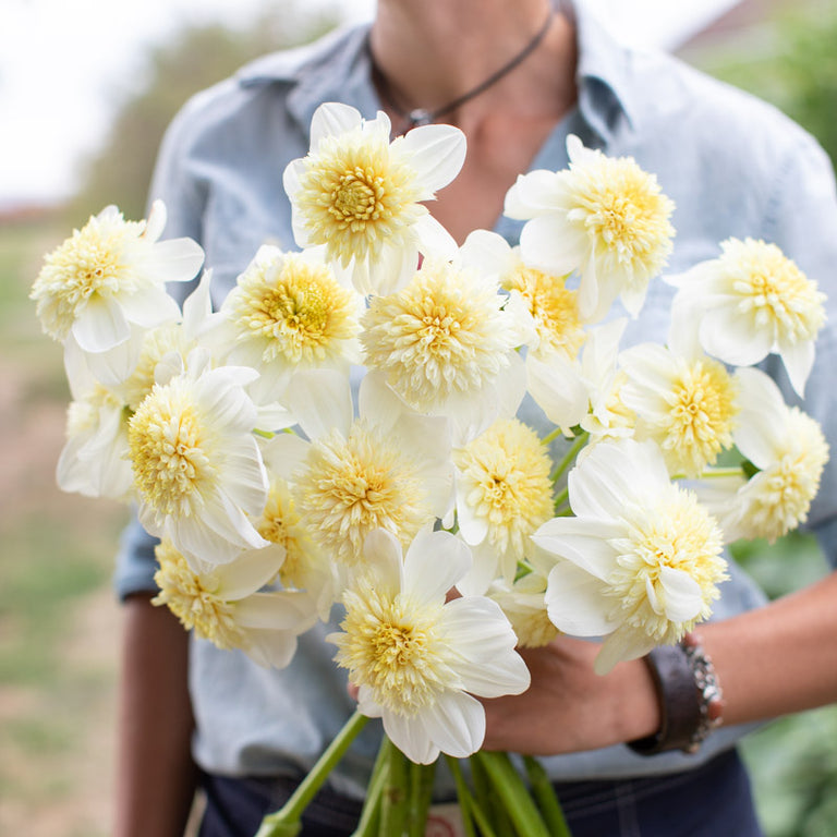 Dahlia Platinum Blonde – Floret Library