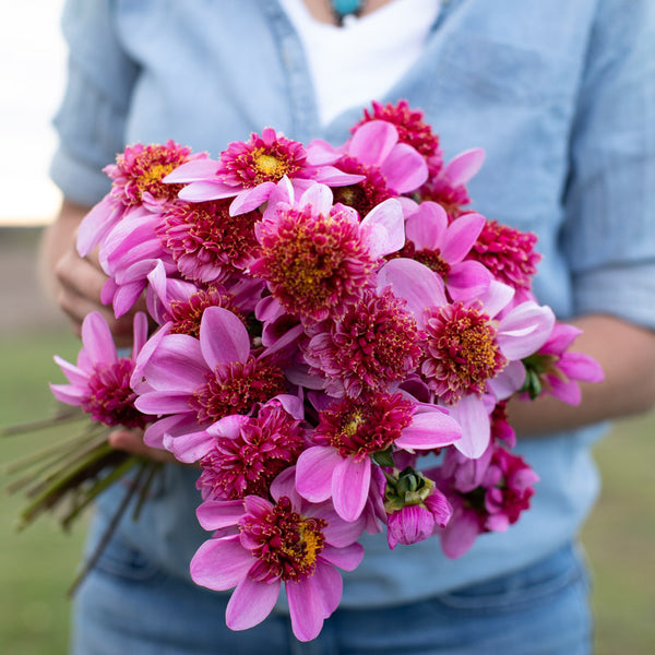 Dahlia Raspberry Puff Dahlia Puff-N-Stuff – Floret Library