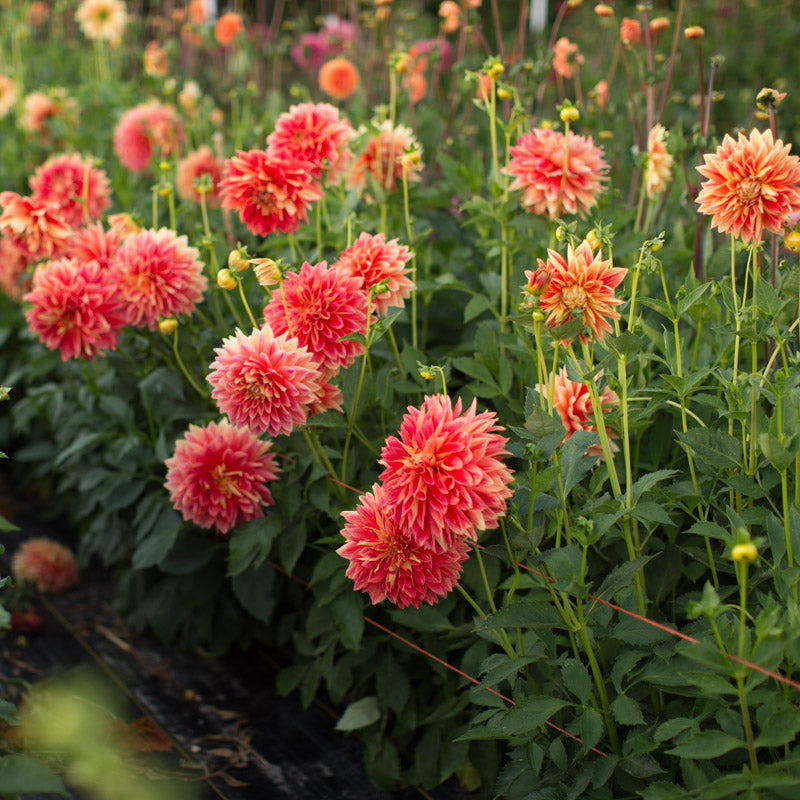 Dahlia Punkin Spice – Floret Library