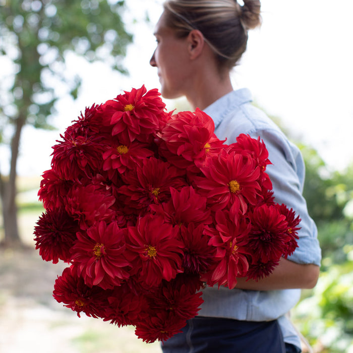 An armload of Dahlia Red Hat