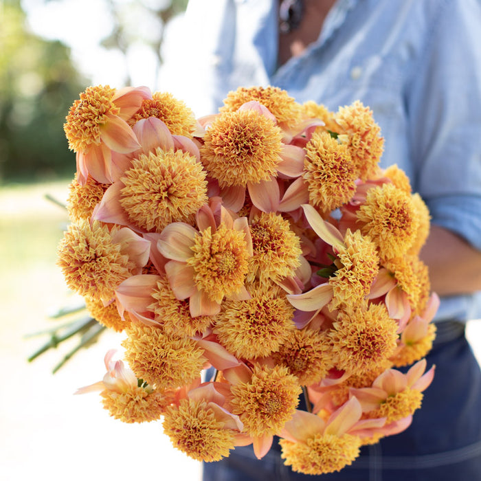 An armload of Dahlia Sandia Brocade