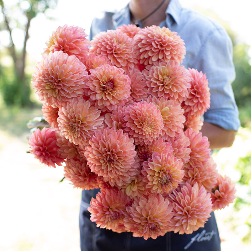 Dahlia Showcase Decadent Floret Library