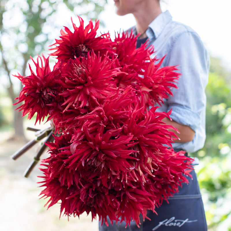 Dahlia Taum Sauk Floret Library