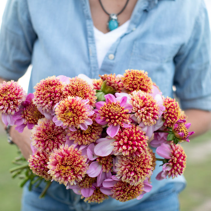 A handful of Dahlia Twilite