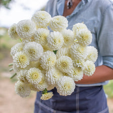 An armload of Dahlia White Aster