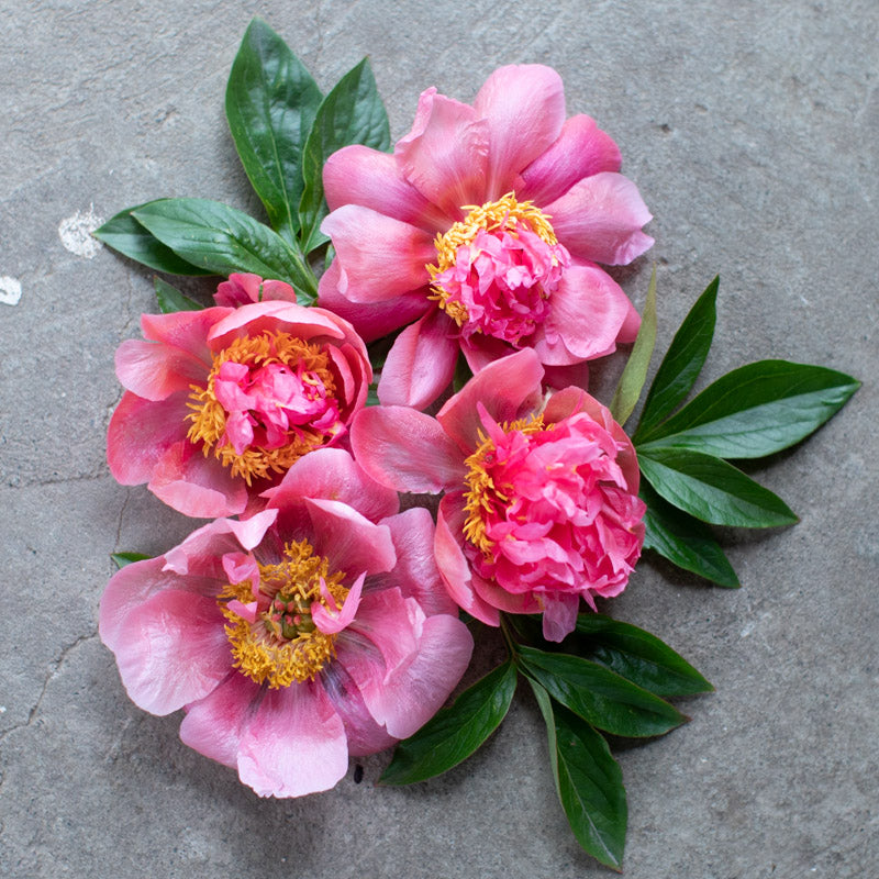 Peony Ann Berry Cousins – Floret Library