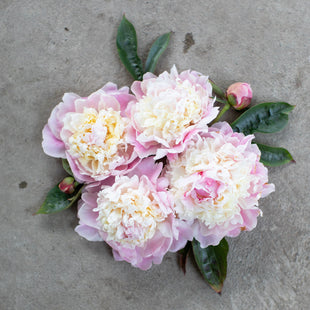 An overhead of Peony Chestine Gowdy