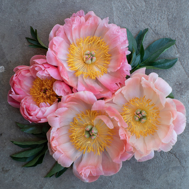 Peony Coral Charm – Floret Library