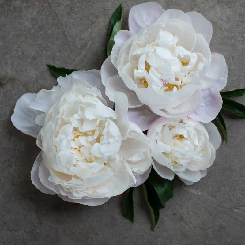 Peony Gardenia Floret Library