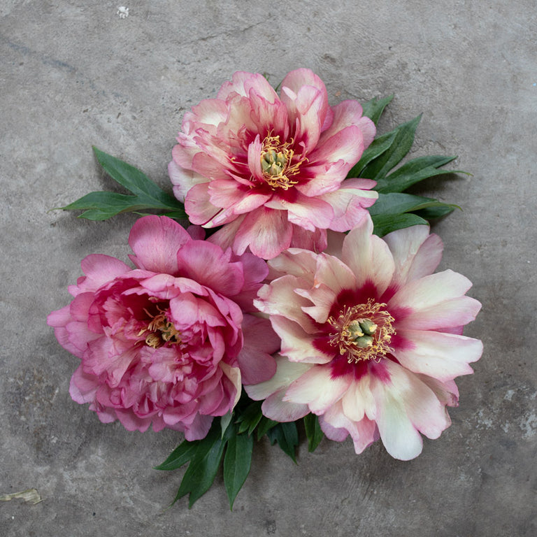 Peony Itoh-gibrid Hillari Peony Itoh-gibrid Hillari