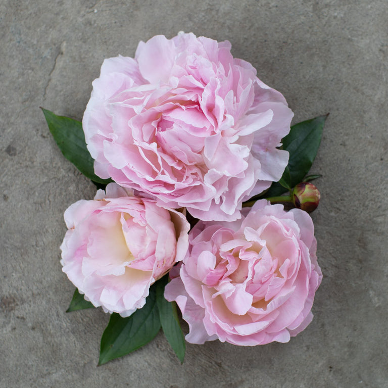 molding paste Archives - Peony and Parakeet