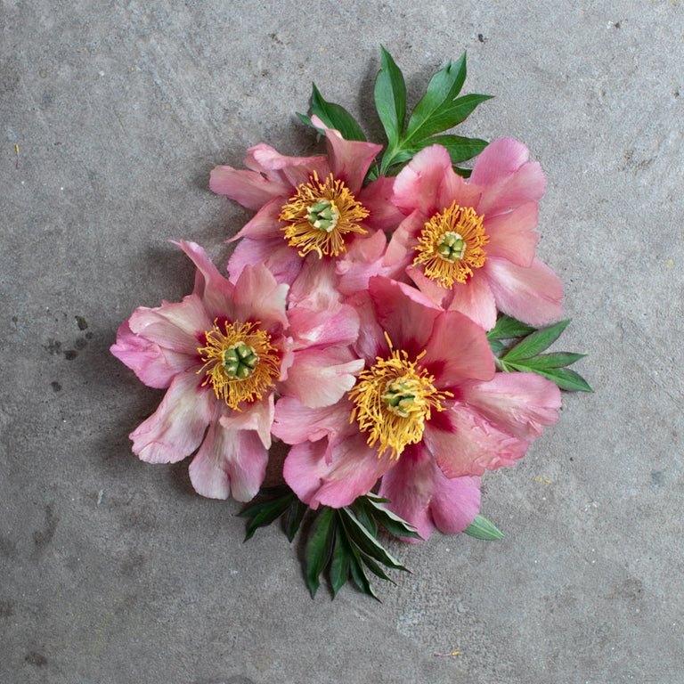 An overhead of Peony Old Rose Dandy
