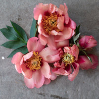 An overhead of Peony Old Rose Dandy