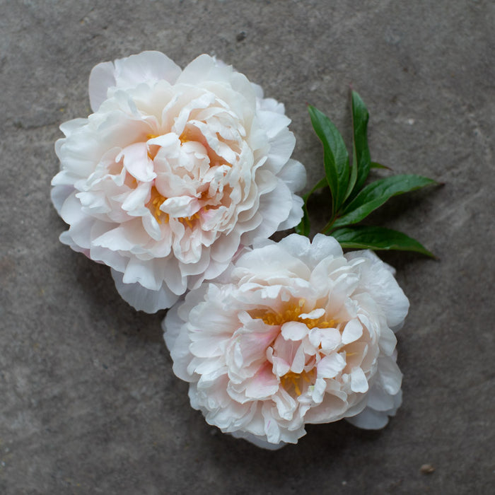 https://library.floretflowers.com/cdn/shop/products/Floret-library-peony-serene-pastel-1_700x700.jpg?v=1674777509