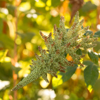 A close up of Amaranth Autumn Touch